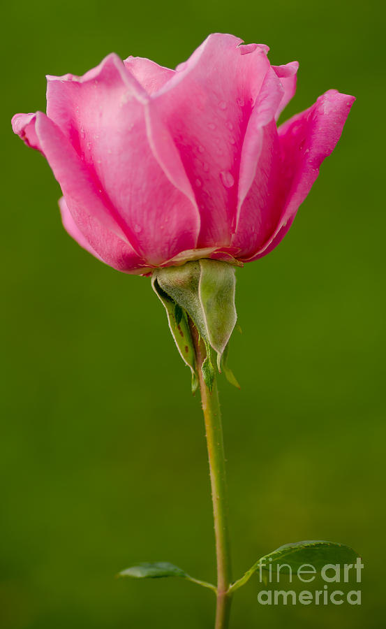 Rose Photograph - October Rose by Nick Boren