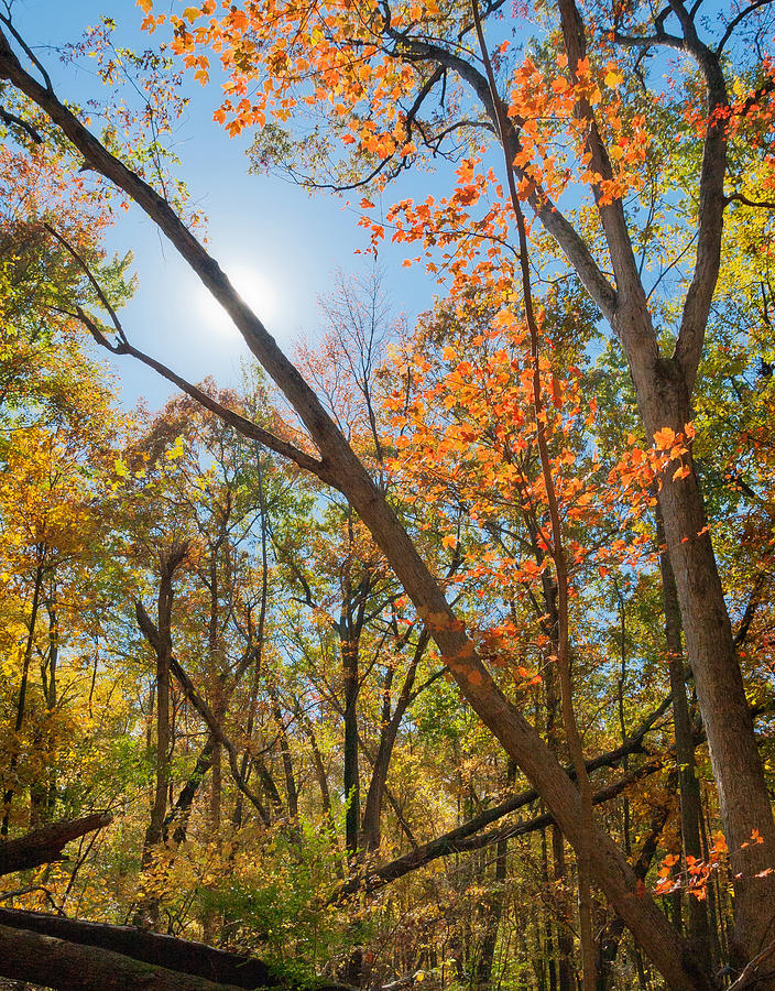 Tree Photograph - October Sky by David Lamb