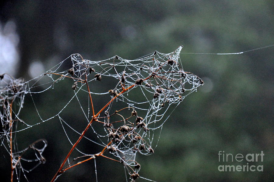 Fall Photograph - October Spiderwebs in the Garden by Tatyana Searcy