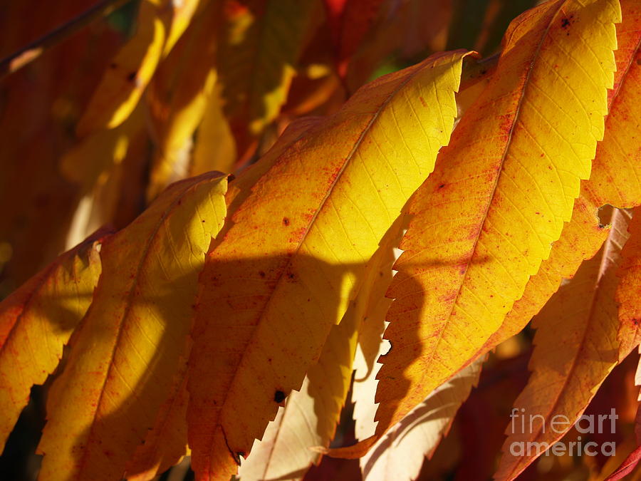 October Sumac Leaves in Shadow Photograph by Anna Lisa Yoder