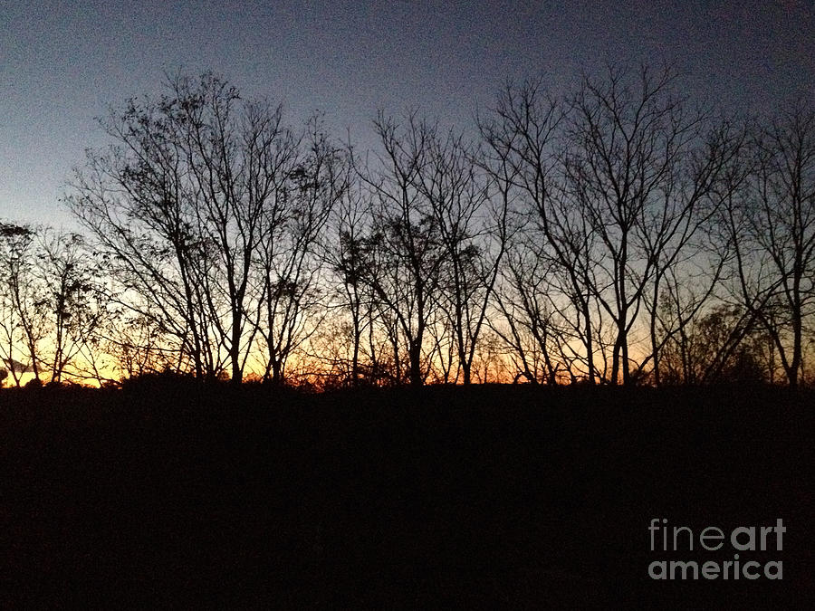 October Sunset Trees Silhouettes Photograph by Conni Schaftenaar