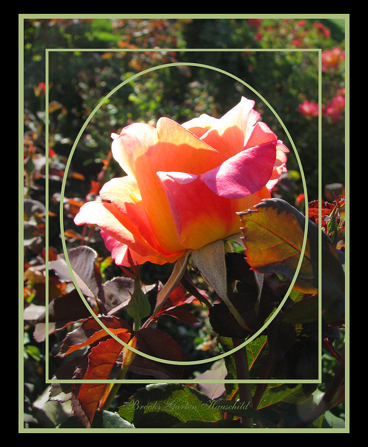 October Surprise - Roses From the Garden - Floral Photography and Art Photograph by Brooks Garten Hauschild
