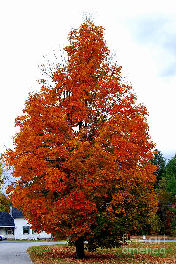 October Tree Photograph by Eunice Miller
