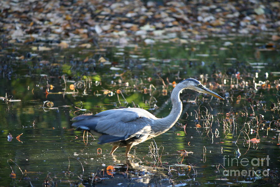 Heron Photograph - October Wading Heron  by Neal Eslinger