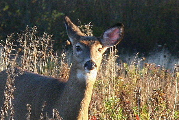 October White Tailed Deer Encounter  Photograph by Neal Eslinger