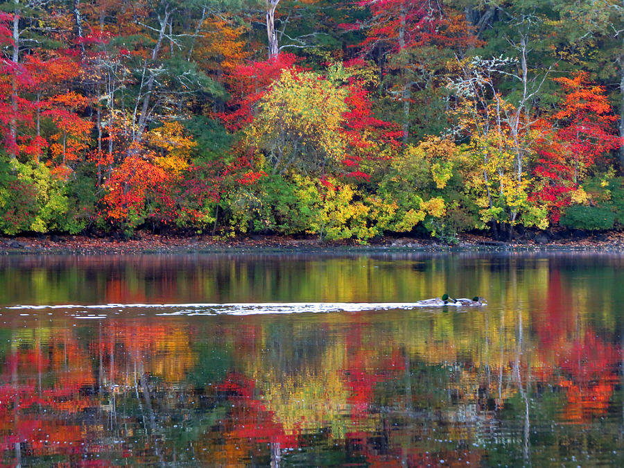 Octobers Colors Photograph by Dianne Cowen Cape Cod Photography