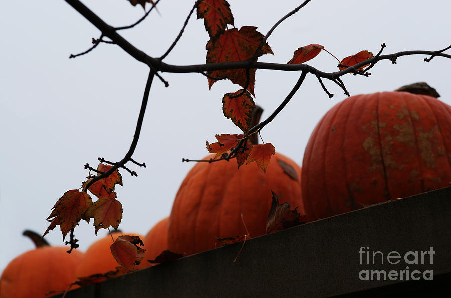 Octobers Garden Wall Photograph by Linda Shafer