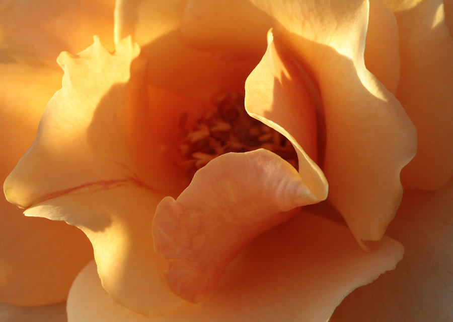 Octobers Rose  Photograph by Connie Handscomb