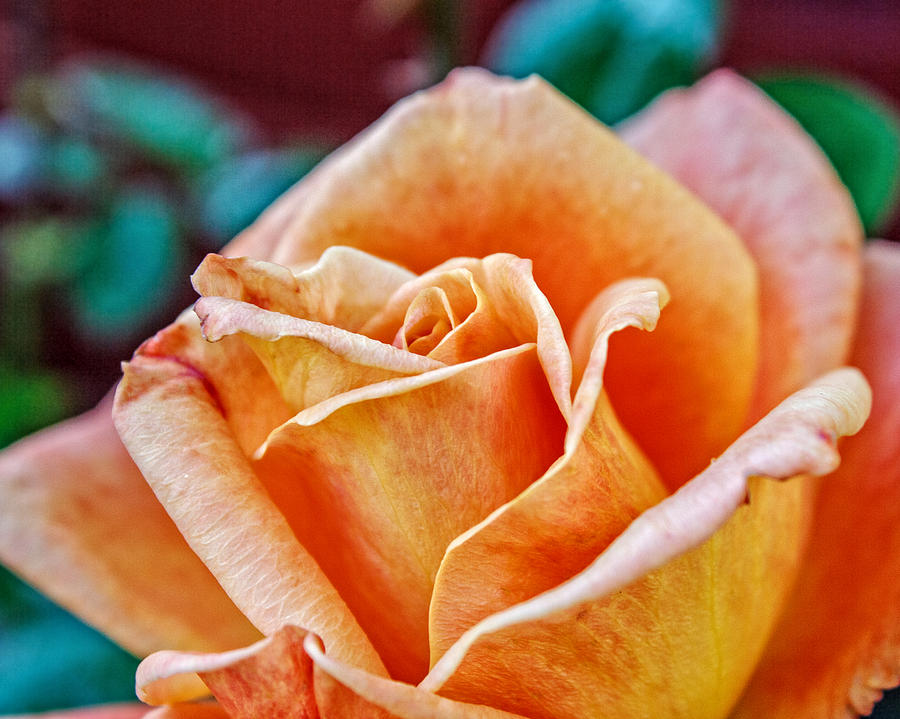 Octobers  Rose Photograph