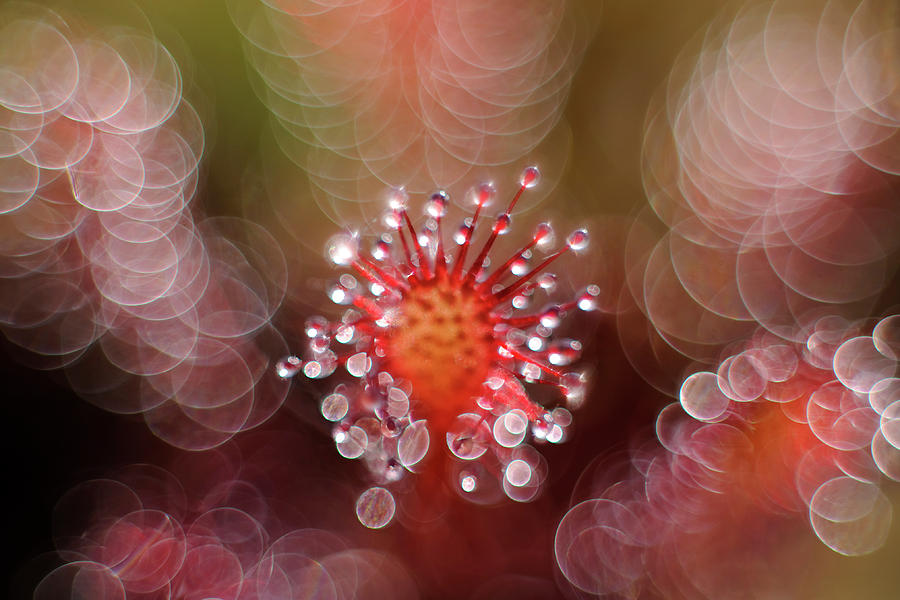 Bokeh Photograph - Octopus by Andrew George