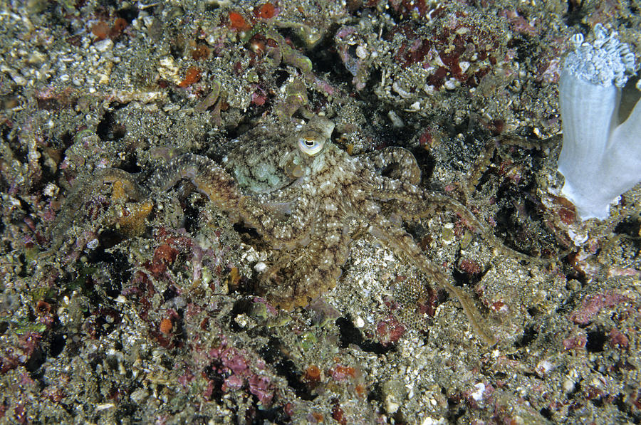 Octopus Photograph by Andrew J. Martinez
