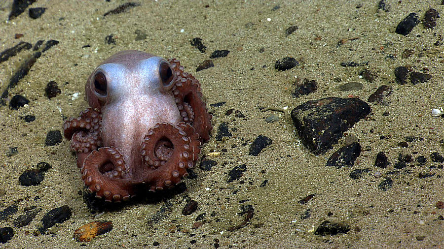 Octopus At Physalia Seamount Photograph by Science Source