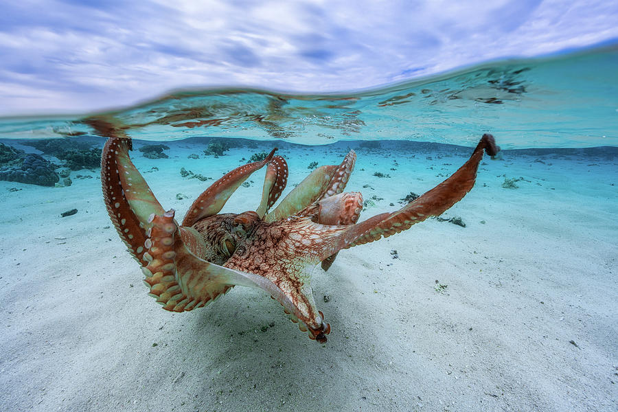Octopus Photograph - Octopus by Barathieu Gabriel