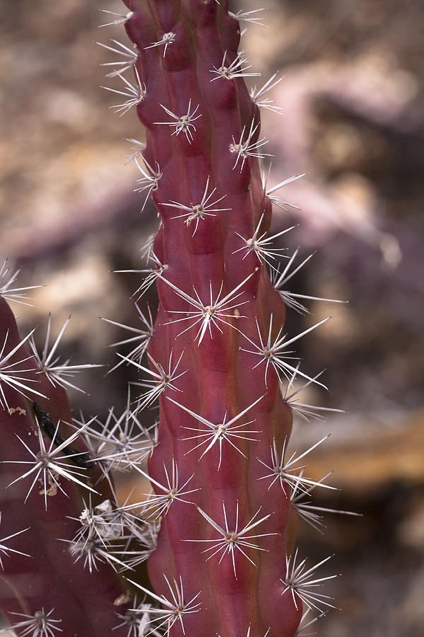Octopus Cactus Photograph by Hal Horwitz