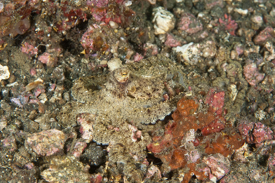 Octopus, Camouflaging Photograph by Andrew J. Martinez