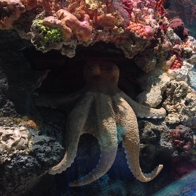 Octopus Photograph by Daniel Eskridge