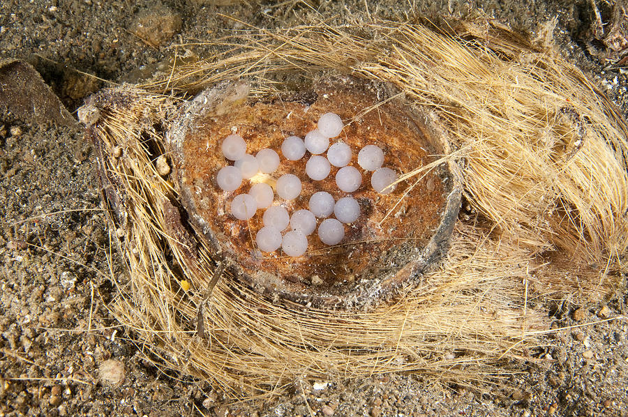 Octopus Eggs Photograph by Andrew J. Martinez