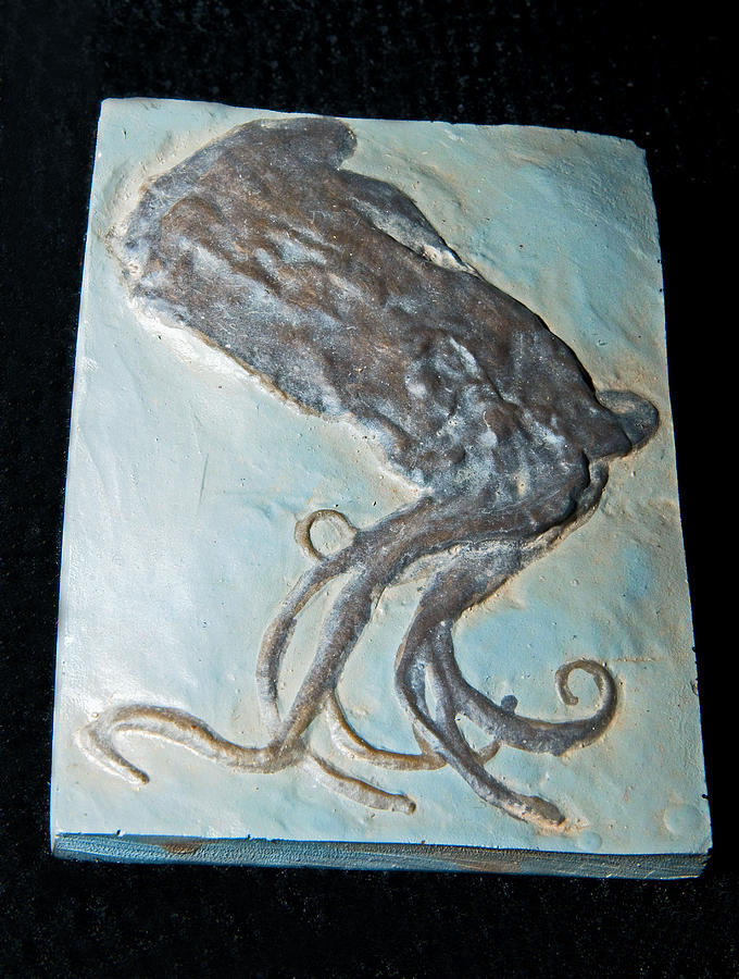Octopus Fossil Photograph by Millard H. Sharp