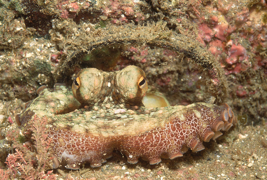 Octopus Photograph by Greg Ochocki