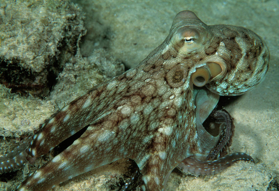 Octopus Hunting Photograph by Matthew Oldfield/science Photo Library ...