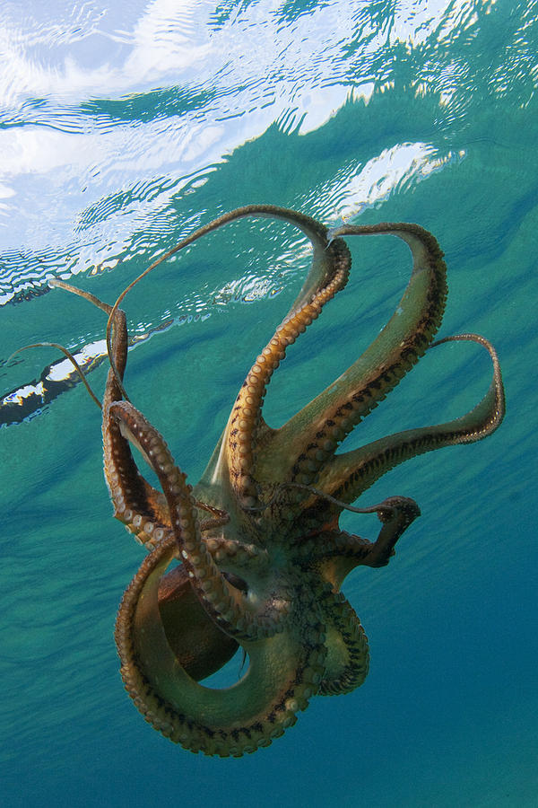 Octopus Photograph by James Roemmling