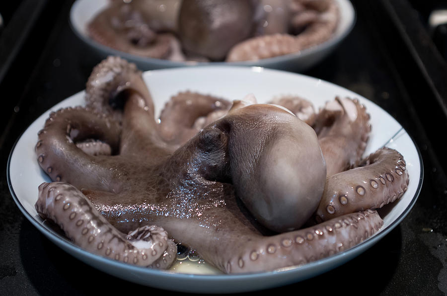 Octopus Photograph by Katya Lyukum