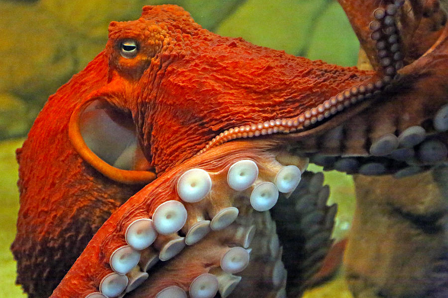 Octopus Photograph by Mitch Cat