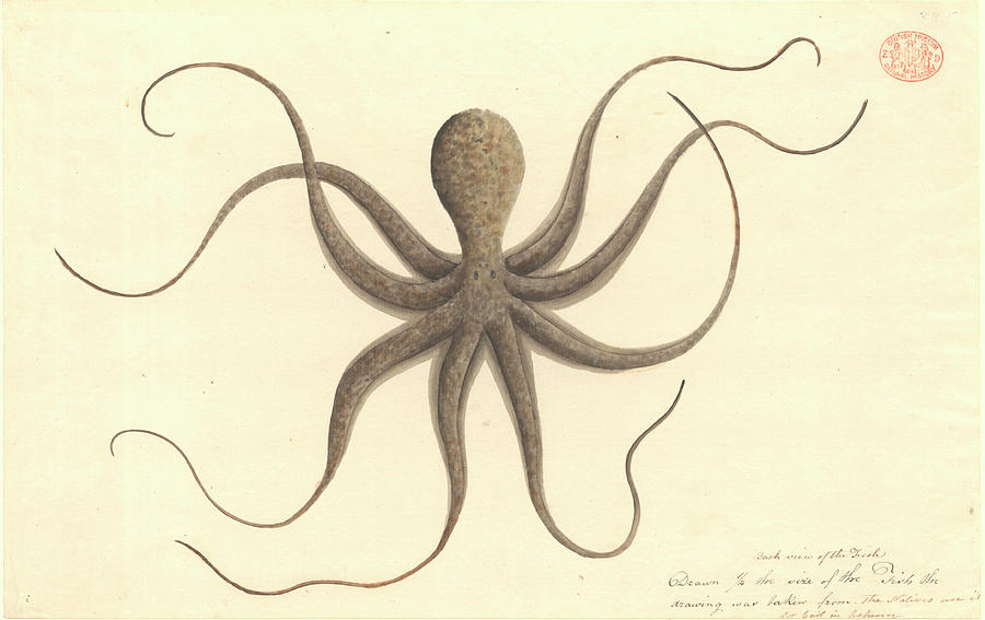 Octopus Photograph by Natural History Museum, London