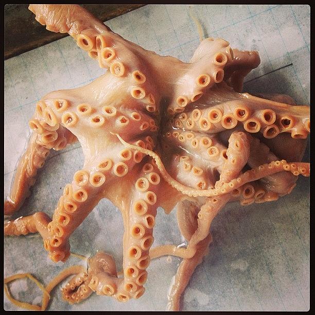 Octopus Photograph - #octopus #octopusdissection  #suckers by Ankit Vengurlekar