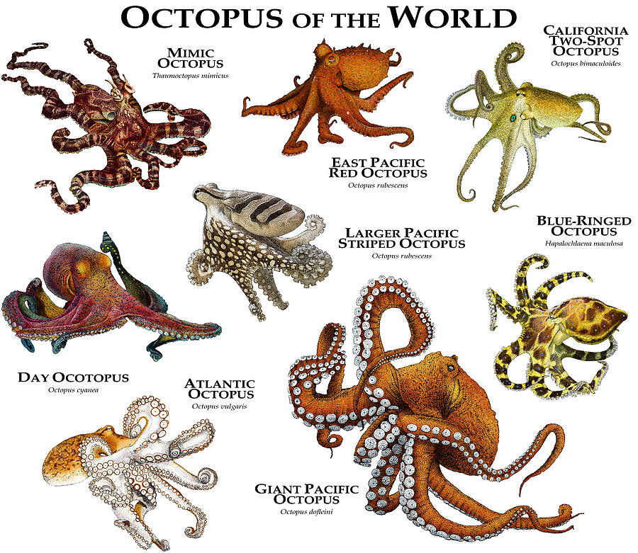 Octopus Of The World Photograph by Roger Hall
