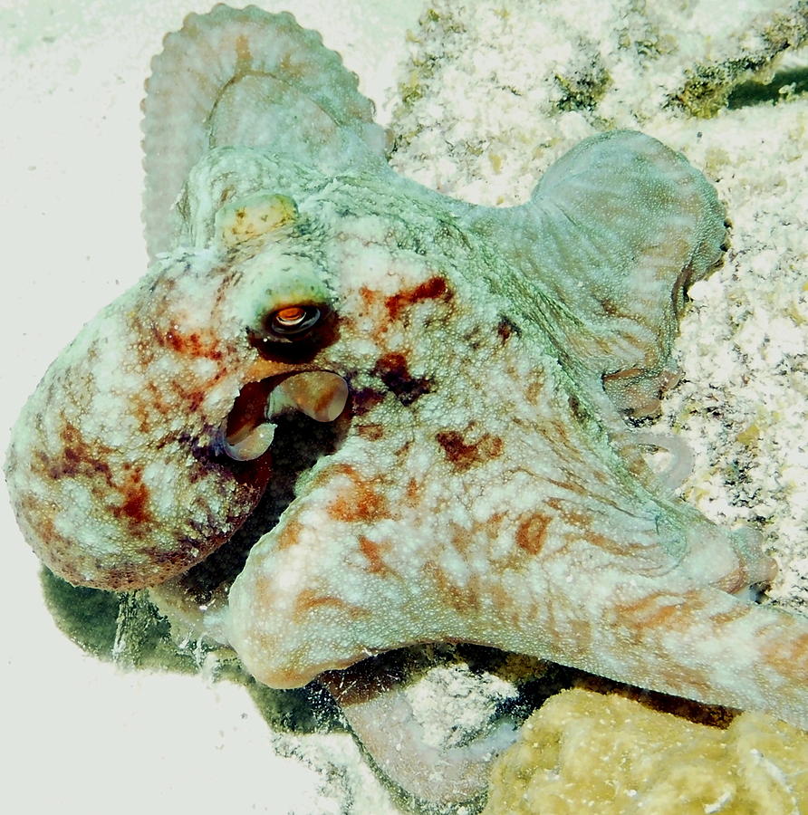 Octopus on the Reef Photograph by Amy McDaniel