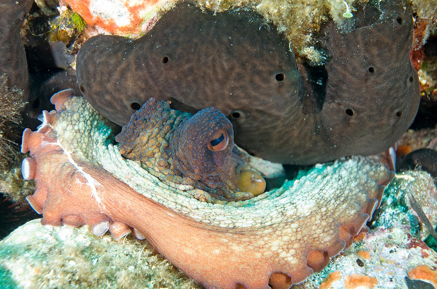 Octopus Photograph by Roy Pedersen