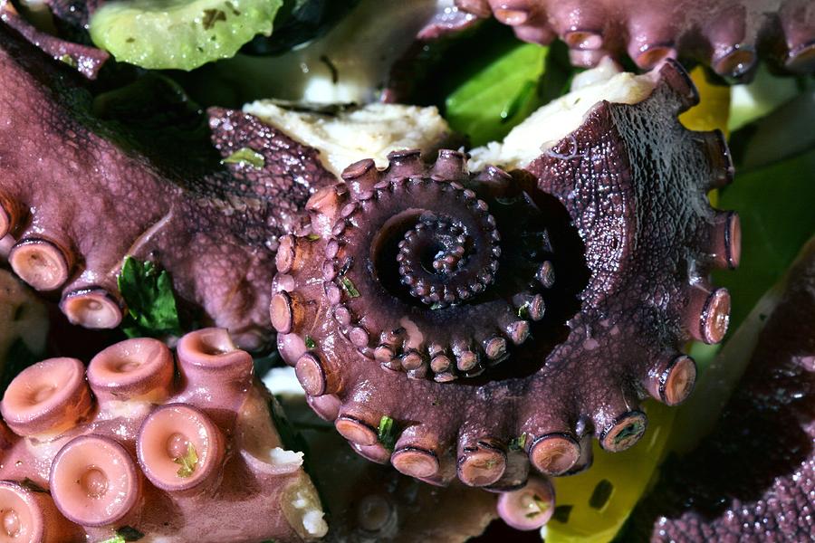 Octopus Salad Photograph - Octopus Salad by JC Findley