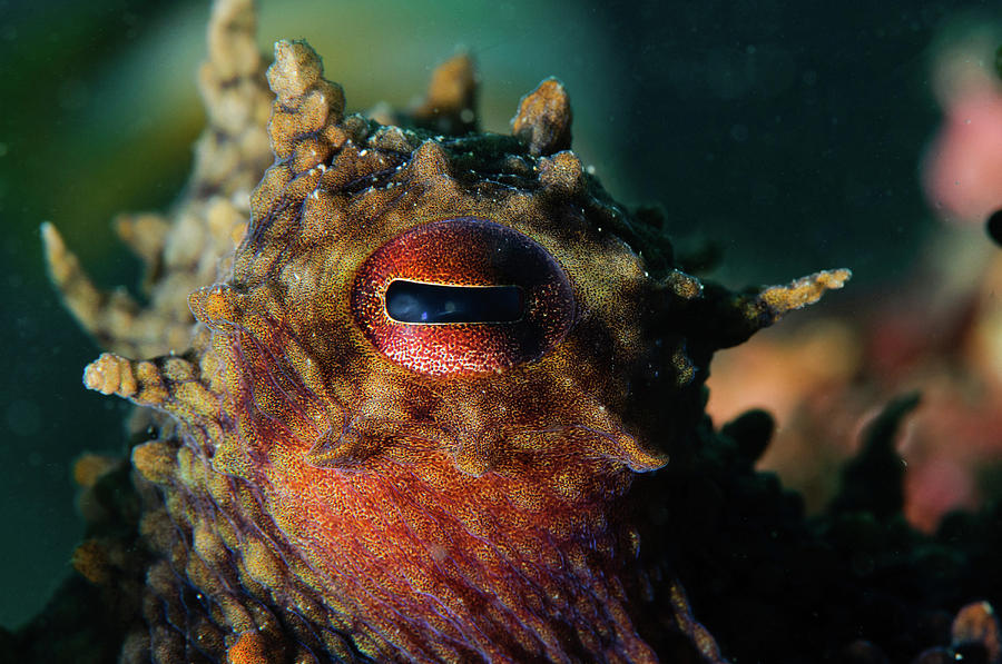 Octopus, Sesimbra, Portugal Photograph by Morten Beier