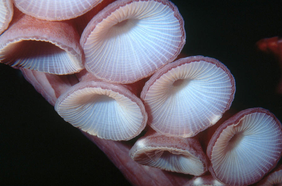 Octopus Suction Cups Photograph by Greg Ochocki