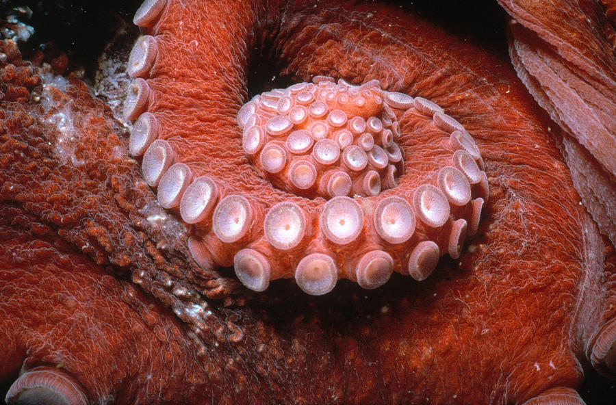 Octopus Suction Cups Photograph by Jeffrey Rotman