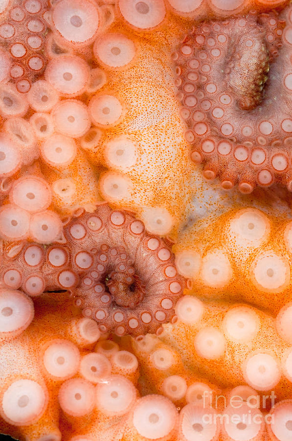Octopus Suction Cups Photograph by Stuart Wilson