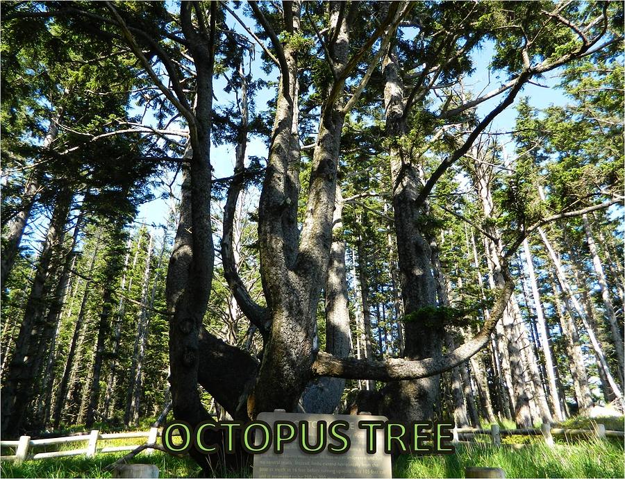 Octopus Tree Photograph by Gallery Of Hope 