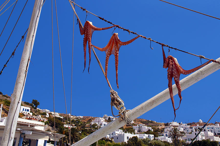 Octopus Trio Hanging in Mykonos Greece Photograph by Phil Cardamone