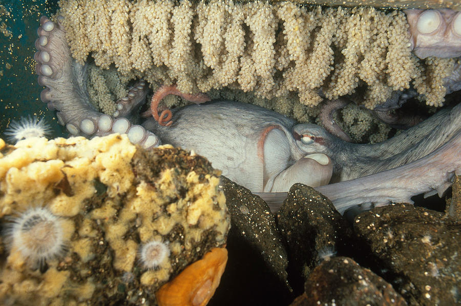 Octopus With Eggs Photograph by F. Stuart Westmorland