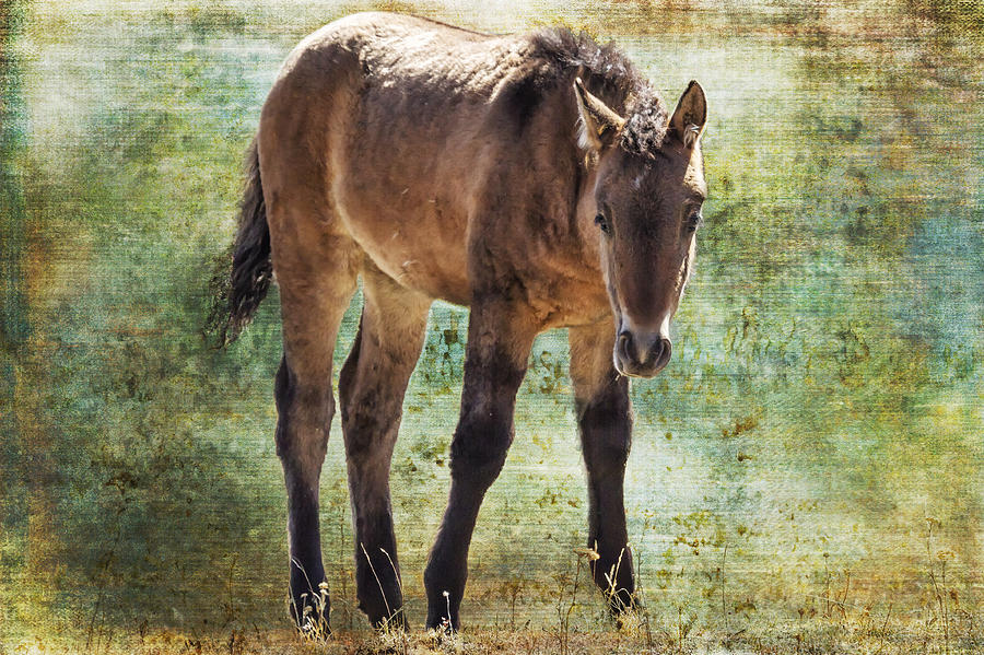 Odakota - Pryor Mustangs Photograph by Belinda Greb