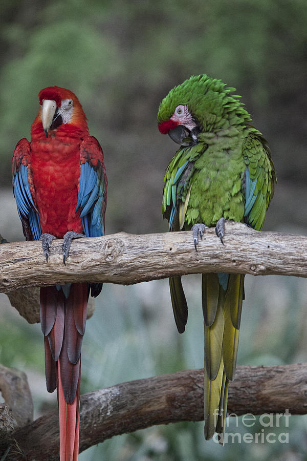 Macaw Photograph - Odd Couple V7 by Douglas Barnard