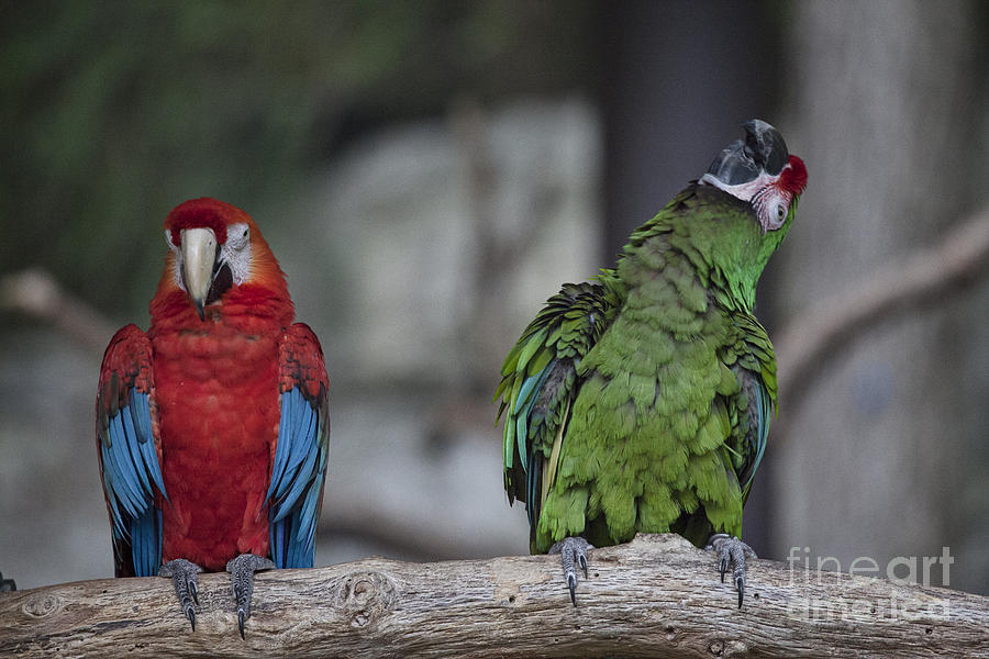Macaw Photograph - Odd Couple V8 by Douglas Barnard
