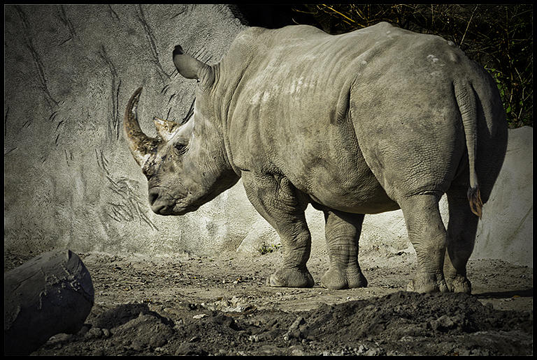Odd-toed Rhino Photograph