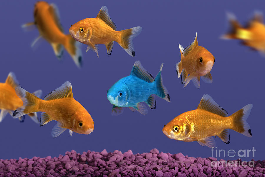 Goldfish Photograph - Oddball by Phil Degginger 