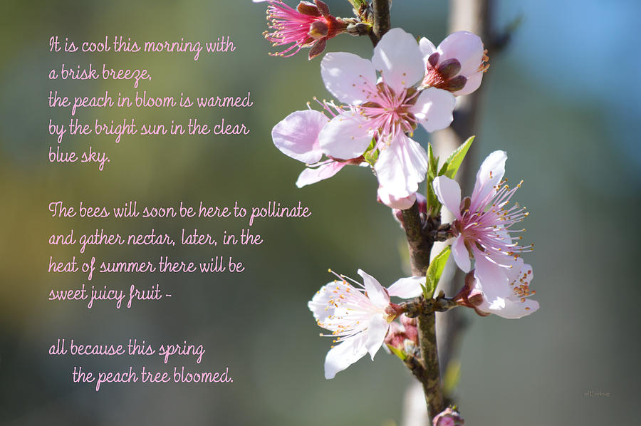 Ode to a Peach Blossom Spring Photograph by rd Erickson