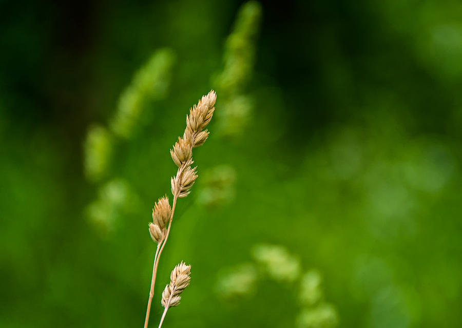 Ode to Grass Photograph by Steve Harrington