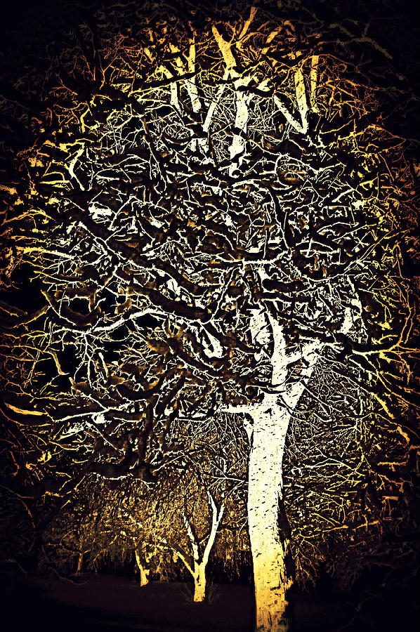 Ode to Klimt Tree Photograph by Jodie Marie Anne Richardson Traugott          aka jm-ART