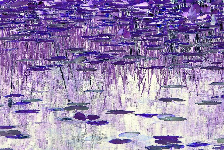 Ode to Monet in Purple Photograph by Chris Anderson