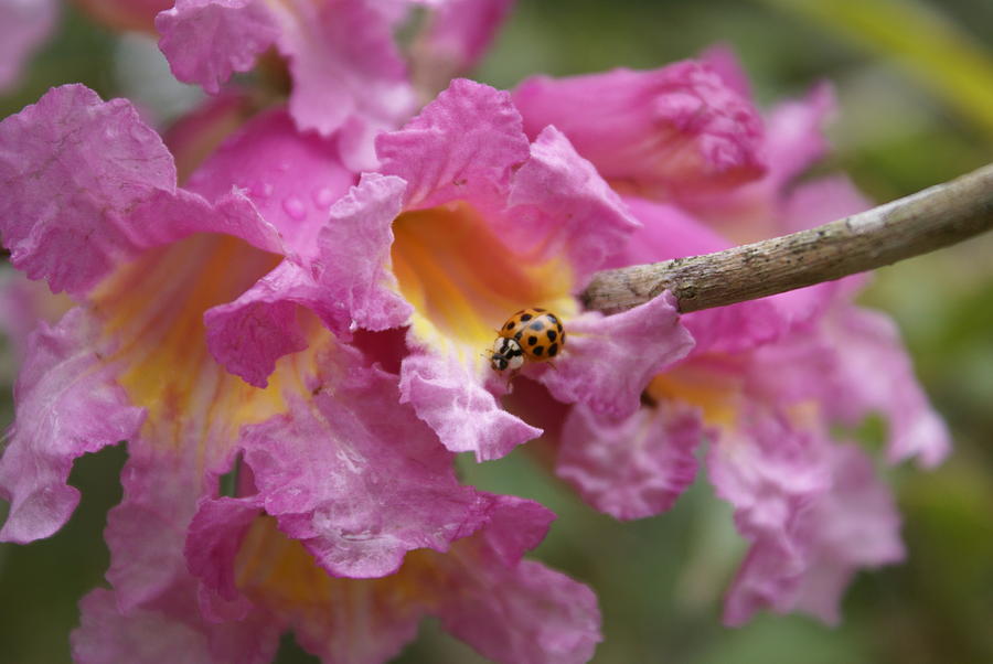Flower Photograph - Ode to Pink - Ladybug and Trumpet Tree Flowers by Susan A Walton